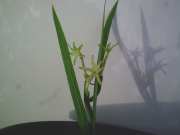 Freesia viridis